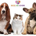 Bicol Pet Lovers Veterinary Clinic