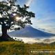 365 Things To Do In or Near Naga #9: Take a Li'l Hike to See the Century Tree